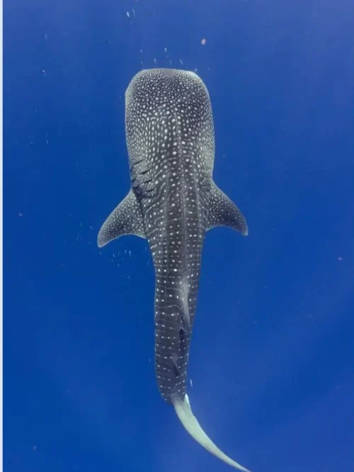 ningaloo-station-collage-2 Whale shark at Ningaloo Reef